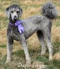A photo of Padgette, a silver standard poodle