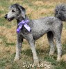 A photo of Padgette, a silver standard poodle