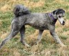 A photo of Padgette, a silver standard poodle