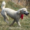 A photo of Penina, a white standard poodle
