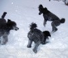 A photo of X. Skye of Sunridge, a blue standard poodle