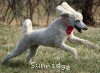 A photo of Penina, a white standard poodle