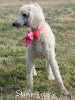 A photo of Penina, a white standard poodle