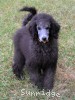 A photo of Sunridge Goddess Of Peace, a silver standard poodle