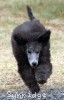 A photo of Sunridge Goddess Of Peace, a silver standard poodle