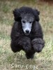 A photo of Sunridge Goddess Of Peace, a silver standard poodle