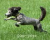A photo of Sunridge Goddess Of Peace, a silver standard poodle