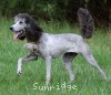 A photo of Sunridge Goddess Of Peace, a silver standard poodle