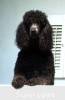A photo of X. Skye of Sunridge, a blue standard poodle