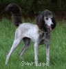 A photo of Sunridge Goddess Of Peace, a silver standard poodle