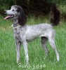 A photo of Sunridge Goddess Of Peace, a silver standard poodle