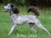 A photo of Sunridge Goddess Of Peace, a silver standard poodle