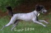 A photo of Sunridge Goddess Of Peace, a silver standard poodle
