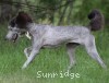A photo of Sunridge Goddess Of Peace, a silver standard poodle