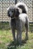 A photo of Sunridge Goddess Of Peace, a silver standard poodle