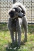 A photo of Sunridge Goddess Of Peace, a silver standard poodle