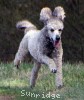 A photo of Sunridge Goddess Of Peace, a silver standard poodle