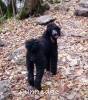 A photo of X. Skye of Sunridge, a blue standard poodle