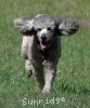 A photo of Sunridge Goddess Of Peace, a silver standard poodle
