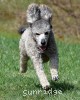 A photo of Sunridge Goddess Of Peace, a silver standard poodle