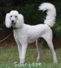 A photo of Rudy, a white standard poodle