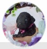 A photo of Paccia, a silver standard poodle puppy