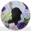 A photo of Glenda, a silver standard poodle puppy