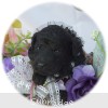 A photo of Bridgette, a silver standard poodle puppy