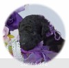 A photo of Putman, a silver standard poodle puppy