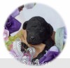 A photo of Burl, a blue standard poodle puppy