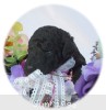 A photo of Waldon, an abstract silver standard poodle puppy