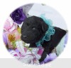 A photo of Barton, a silver standard poodle puppy