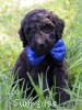 A photo of Barton, a silver standard poodle puppy