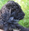 A photo of Bridgette, a silver standard poodle puppy