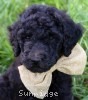 A photo of Burl, a blue standard poodle puppy