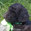 A photo of Glenda, a silver standard poodle puppy