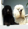 A photo of X. Skye of Sunridge, a blue standard poodle