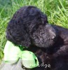 A photo of Glenda, a silver standard poodle puppy