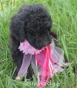 A photo of Paccia, a silver standard poodle puppy