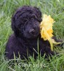 A photo of Olive (Yolina), a silver standard poodle puppy