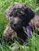 A photo of Putman, a silver standard poodle puppy