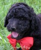 A photo of Redita, a silver standard poodle puppy