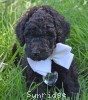 A photo of Waldon, an abstract silver standard poodle puppy