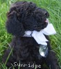 A photo of Waldon, an abstract silver standard poodle puppy