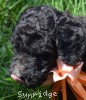 A photo of Ophelia, a silver standard poodle puppy