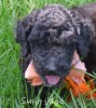 A photo of Ophelia, a silver standard poodle puppy