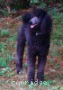 A picture of X. Skye of Sunridge, a blue standard poodle