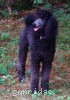 A photo of X. Skye of Sunridge, a blue standard poodle