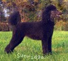 A photo of X. Skye of Sunridge, a blue standard poodle