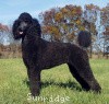 A photo of X. Skye of Sunridge, a blue standard poodle